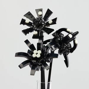 Black Spiders Flower Pack